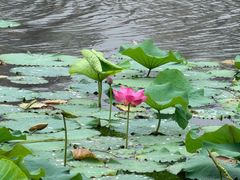 -新江湾城公园