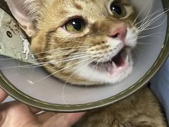 -爱诺耐芙动物医院(万博店)