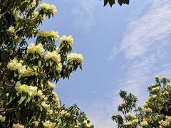 -贵州百里杜鹃风景名胜区