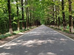 -黄海国家森林公园