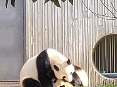 -卧龙中华大熊猫苑神树坪基地