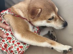 -怪兽屋·羊驼·猫咖·狗咖(俊华广场店)