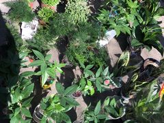 -哈尔滨道外花鸟鱼市场