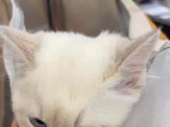 -爱侣宠医·鹦鹉专科·小型哺乳类·异宠专科(灵石路店)