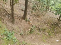 -黔灵山公园