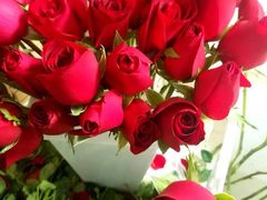 -艾尚红光动物奶油蛋糕(春霖街店)