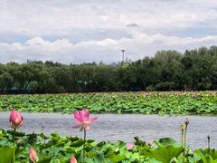 -东郊湿地公园