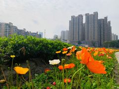 -望江楼公园