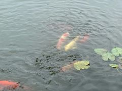 -西湖游船