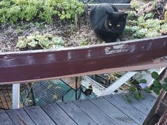 -喵屿·大理花园猫咖