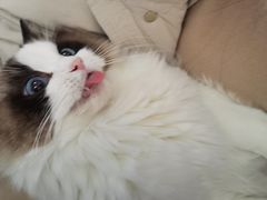 -灵美宠物诊所