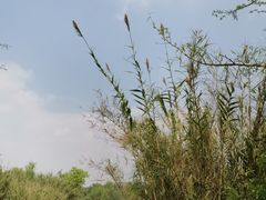 -白鹭湾湿地公园