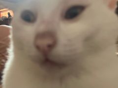 -Bastet sally猫舍购宠(静安店)