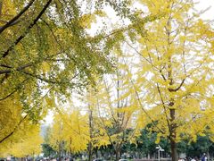 -四川大学(望江校区)