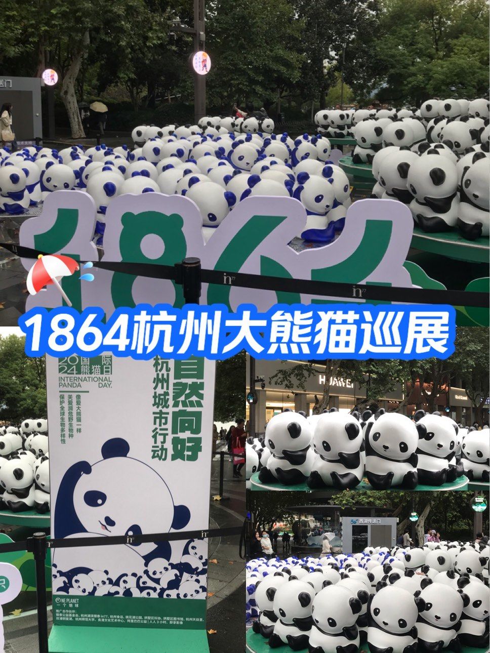 1864杭州大熊猫巡展