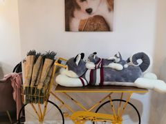 -Husky Go! 哈士奇体验馆·宠物咖啡厅狗咖