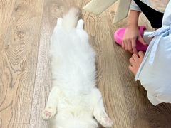 -御宝贝·A梦猫科宠物医院(国际猫友好医院)