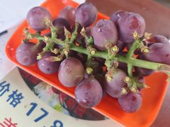 -马陆小张葡萄园农家乐