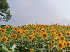 -苏州湾体育公园