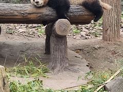 -都江堰中华大熊猫苑
