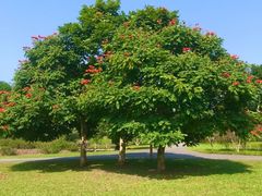 -中国科学院西双版纳热带植物园