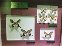 -上海昆虫博物馆