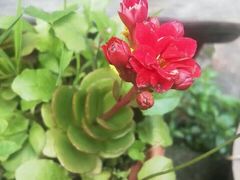 -小洲村