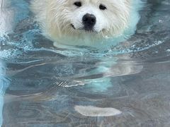 -帕帕拉兹宠物(亚洲旗舰店)