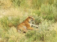 -新疆天山野生动物园