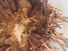 -海胆小馆(东北水饺·春柳店)