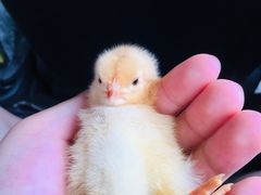 -三圣花乡旅游区