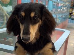 -FAELING PETS美天灵宠物(合生汇店)