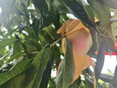 -老袁家蜜桃农场·阳山水蜜桃