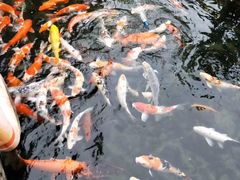 -鹅公村·国家非遗传承(荔湾店)