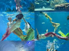-海合安武汉极地海洋公园