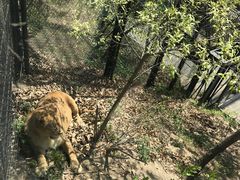 -大连森林动物园