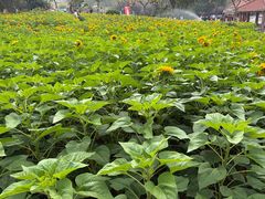 -广州莲花山旅游区