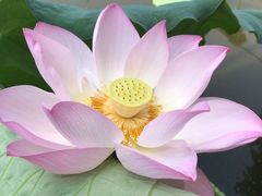 -三圣花乡旅游区