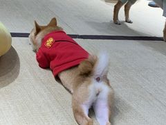 -逗柴咖啡屋·狗咖猫咖宠物桌游