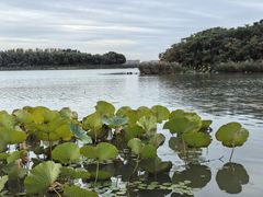-丁香湖公园