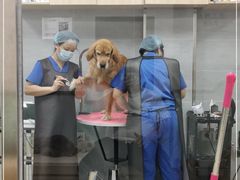 -宠福鑫康馨动物医院·骨科·眼科