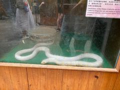 -上海大自然野生昆虫馆(东方明珠·爬宠昆虫探索中心)