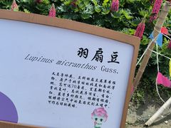 -径山花海