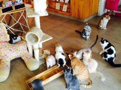 -猫咖时代(中山亭店)