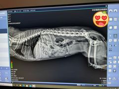 -喜多萌中农锦绣动物医院24H·猫科·牙科MRI·CT