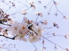 -嘉定紫藤园