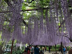 -嘉定紫藤园