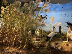 -中国湿地博物馆