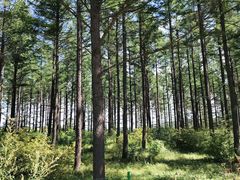 -塞罕坝国家级自然保护区