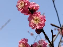 -无锡梅园公园